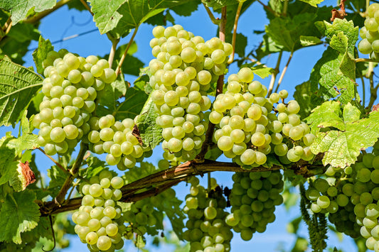 From Vine to Divine