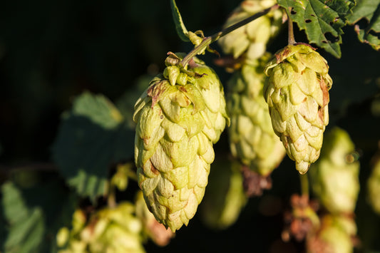 IPA - India Pale Ales: Everything You Need To Know