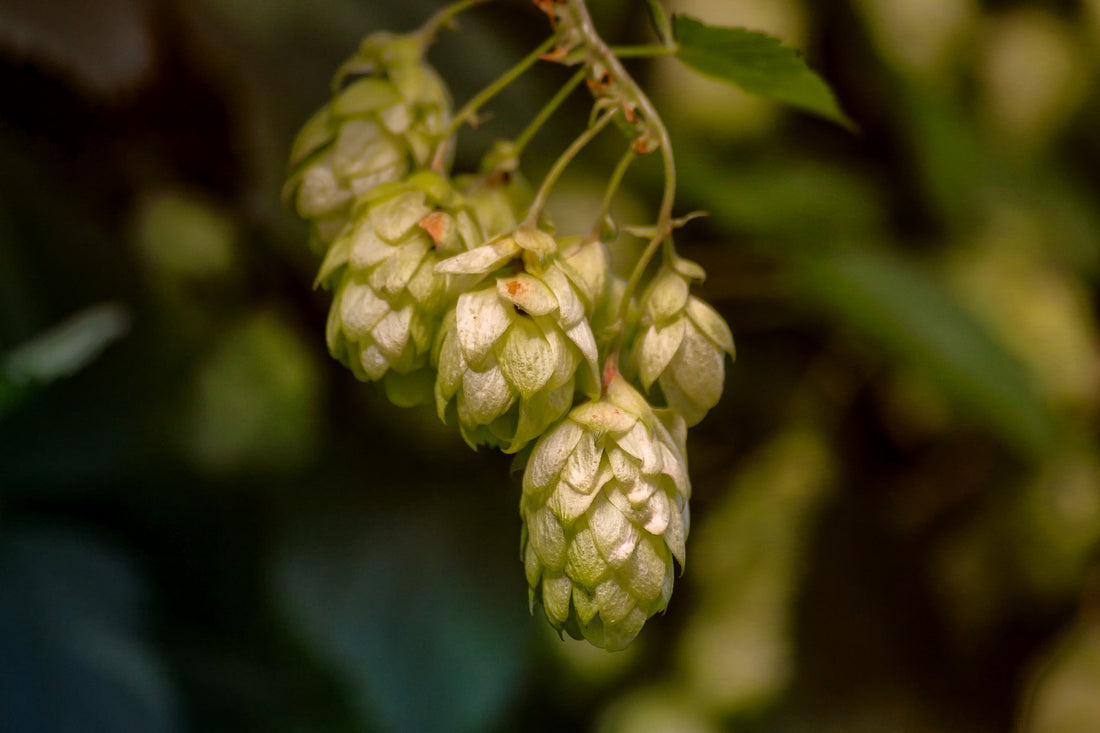 The Importance of Hops